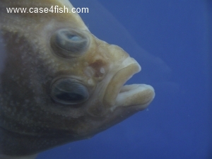 Foto Galerie/Pleuronectiformes/Platichthys flesus/Platichthys flesus_06_S.jpg